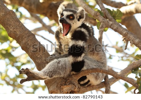 Ring tailed lemur yawning on a tree