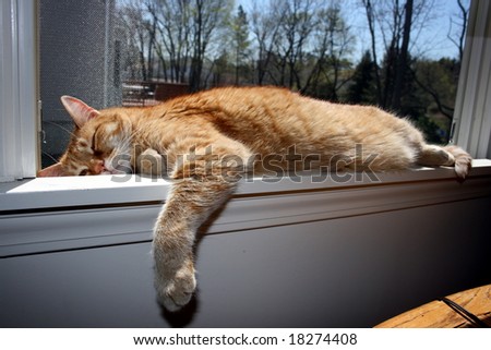 Tabby Cat Sleeping on Window Ledge