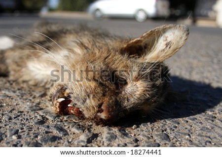 stock photo : Dead Cat on an asphalt road