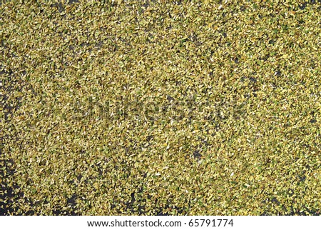 Background of spread out Yerba Mate tea leaves