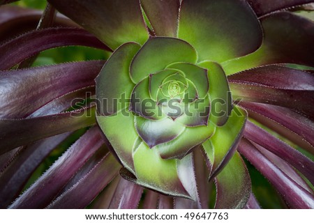 Purple Aeonium