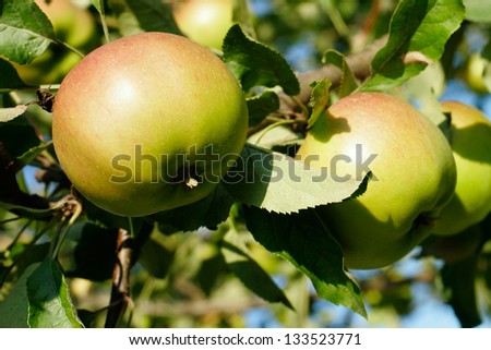 Apples on the apple tree branch