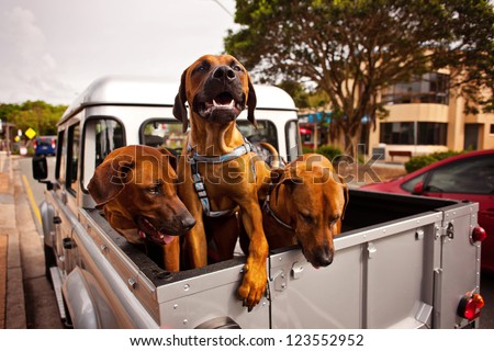 my 3 dogs enjoying a road trip