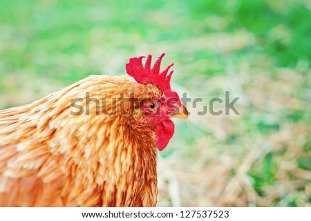 close up of a camera shy chicken