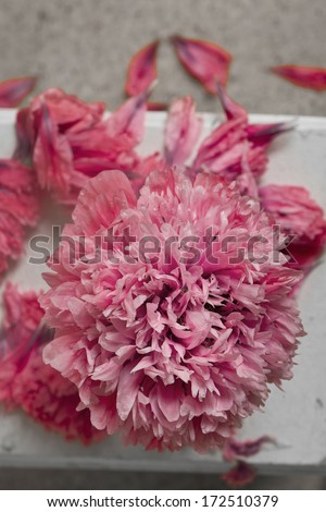 pretty pom pom pink peony poppy flower