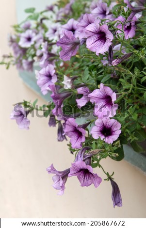 Close-up view branches gently purple petunias with open flowers and folded buds hanging garland with flower pot located on windowsill home windows from the street with space for text on white backdrop