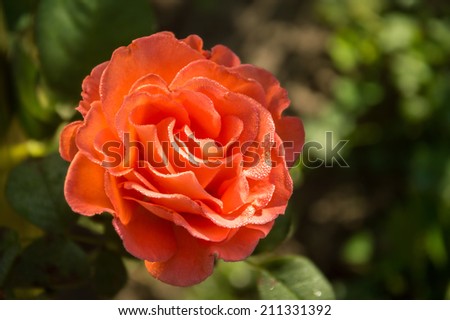 Vibrant coral rose, covered with morning dew shining in the rays of the rising sun. View close-up with space for text on dark green backdrop of flower bed