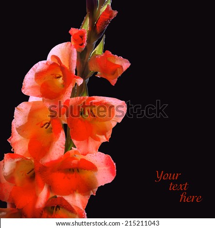 Gladiolus branch with gently coral flowers and closed buds covered with large drops of dew isolated on black backdrop. Mystery evening lighting plants in night park. Close-up view with space for text