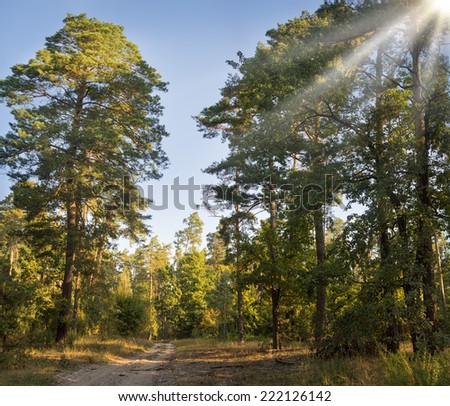 Dirt road among lush shrubs in majestic piny forest on sandy soil in the rays of setting sun