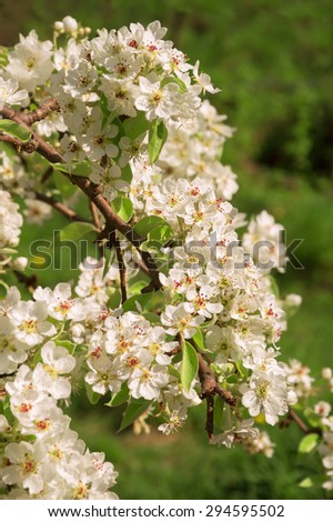 Beautiful gentle aromatic light flowers with yellow stamen, small buds and leaves on young twig lighted by bright springtime sunshine. View close-up with space for text on dark backdrop of green grass
