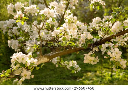 Beautiful gentle aromatic light flowers with yellow stamen, small buds and leaves on young twig lighted by bright springtime evening sun. View close-up with space for text on backdrop of green grass