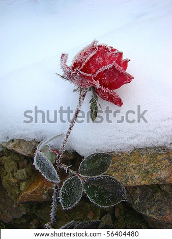 Forgotten flower painting the roses covered with cold needles of frost