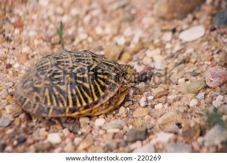 box turtle along southern Colorado roadside
