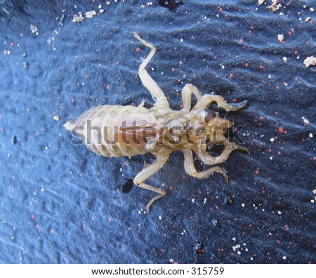 Dragonfly+larvae+food