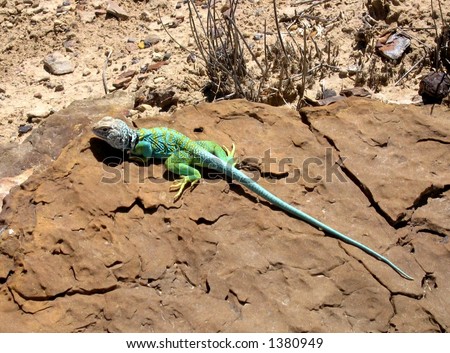 collared lizard