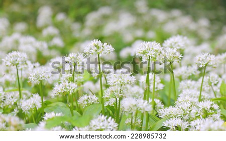 wild garlic flowers