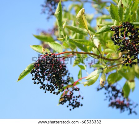 elderberries on a tree