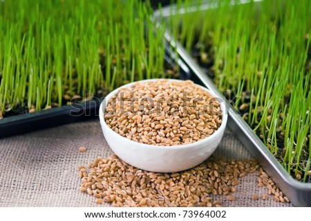 Plate of Wheat Grown at Home from Seeds