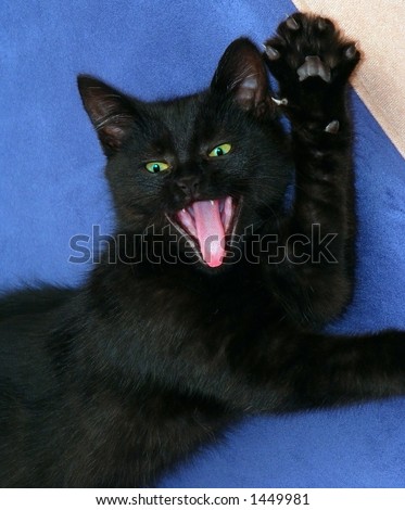 Black Cat with green eyes yawns.
