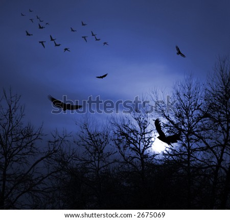 Dark blue Sunset with Birds and Trees silhouette.