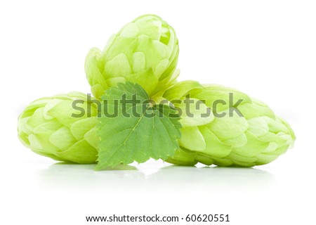 Close up view of fresh hop cones with leaf. Isolated on white.