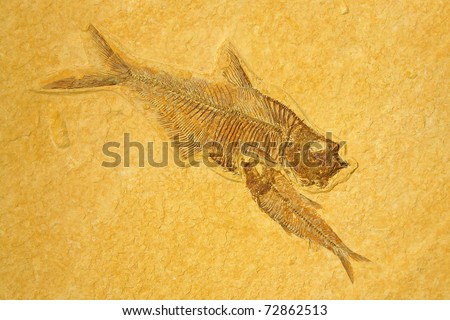 Fossil skeletons Fishes in sandstone.