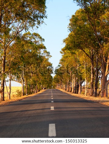 Deserted straight tree-lined tarred road with central markings disappearing in to the distance