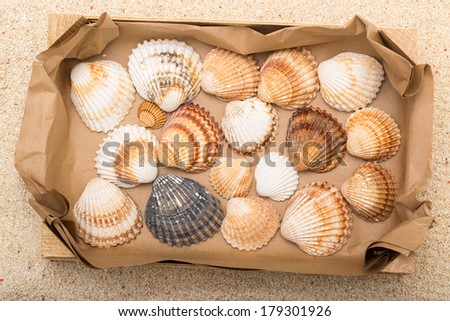 Sea shells in box with coral sand as background