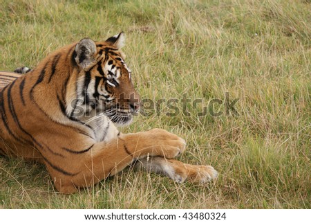 Beautiful female tiger laying down with front paws crossed