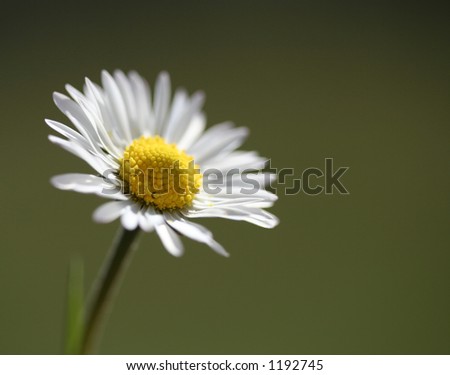 Macro of Daisy with deep green background