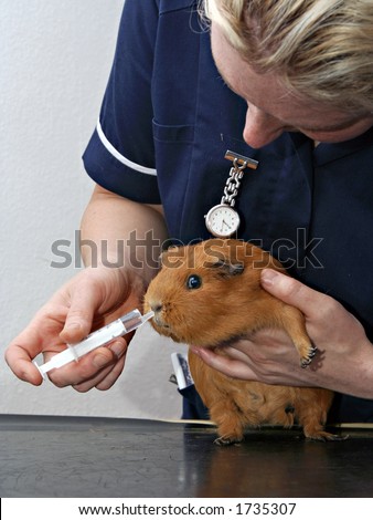 Veterinary Nurse holding and feeding Guineapig through a syringe