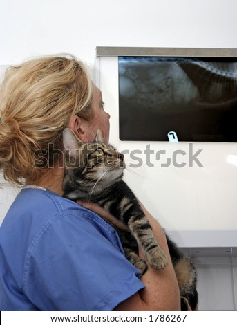 Female veterinary surgeon inspecting an x-ray whilst holding a tabby cat
