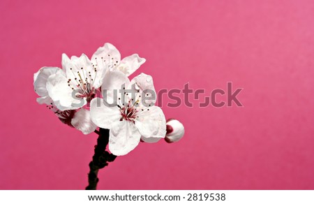 cherry blossom flower background. stock photo : Cherry Blossom