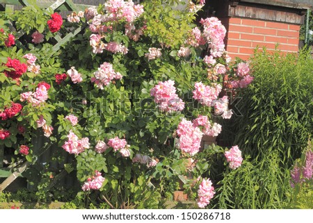 Flowering climbing rose (Rosa filipes) in a garden
