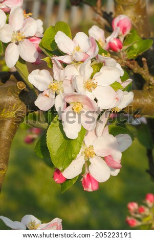 Apple blossoms on an apple tree in spring