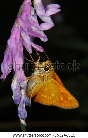 Small Skipper (Thymelicus sylvestris) during nectar sucking on a flower - Portrait