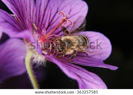 Western honey bee (Apis mellifera) during nectar sucking in a flower
