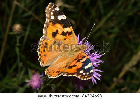 Painted Lady (Vanessa cardui) on a flower