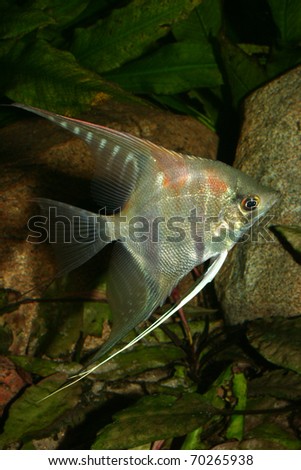 Angelfish (Pterophyllum scalare) in the fish tank