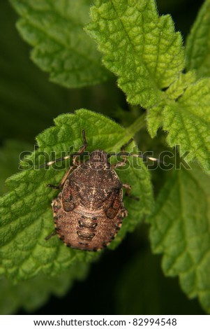 Parent bug (Elasmucha grisea) -  larva on a leaf