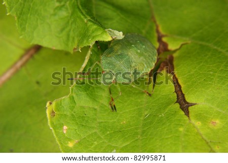 Green shield bug (Palomena prasina) -  larva on a leaf