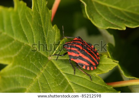 Strip bugs (Graphosoma lineatum) on a leaf