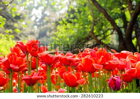 Tulips/Tulips in Bright Sunshine in the forest