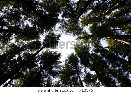 alaska forest