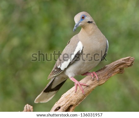 An adult White-winged Dove (Zenaida asiatica) perched on a tree branch in west central Texas