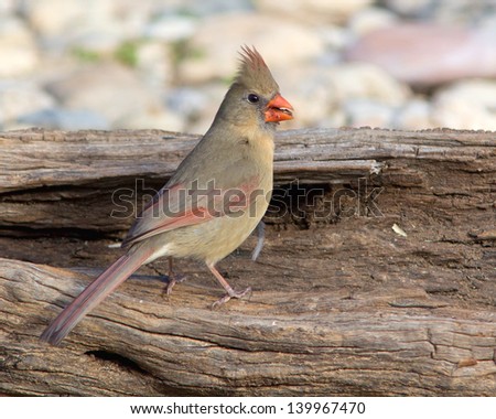 A female Northern Cardinal (Cardinalis cardinalis) perched on a fallen tree in the Texas Hill Country