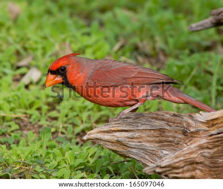 Male Northern Cardinal (Cardinalis cardinalis) ready to spring into action in the Texas Hill Country