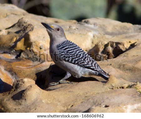 Golden-fronted Woodpecker (Melanerpes aurifrons) sticking the tip of its tongue out while perched on rocks in the Texas Hill Country
