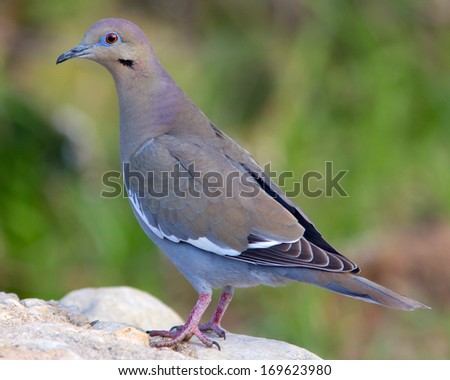 White-winged Dove (Zenaida asiatica) perched on a rock in the Texas Hill Country