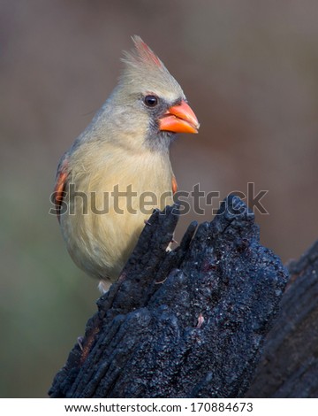 Female adult Northern Cardinal (Cardinalis cardinalis) perched in the Texas Hill Country